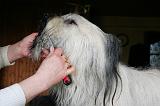 SKYE TERRIER - BROSSAGE 095